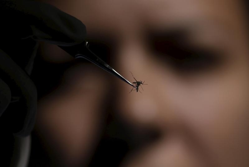 © Reuters. A technician of Oswaldo Cruz Foundation (Fiocruz) inspects an Aedes aegypti mosquito in Recife