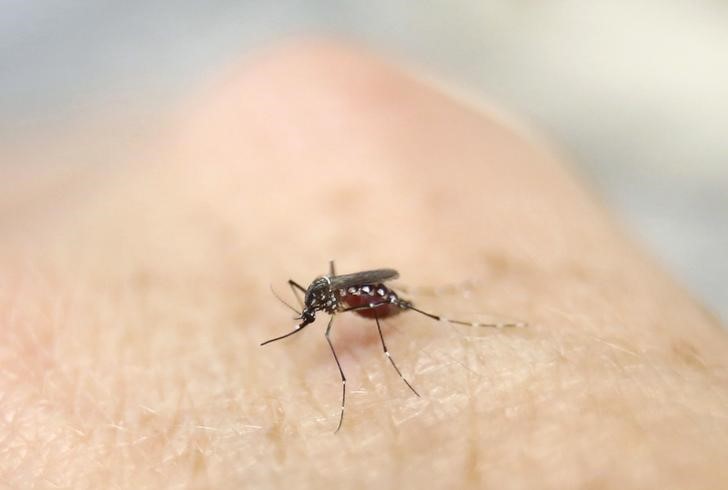 © Reuters. Presidenta de Brasil pide combatir el mosquito que causa el virus de Zika