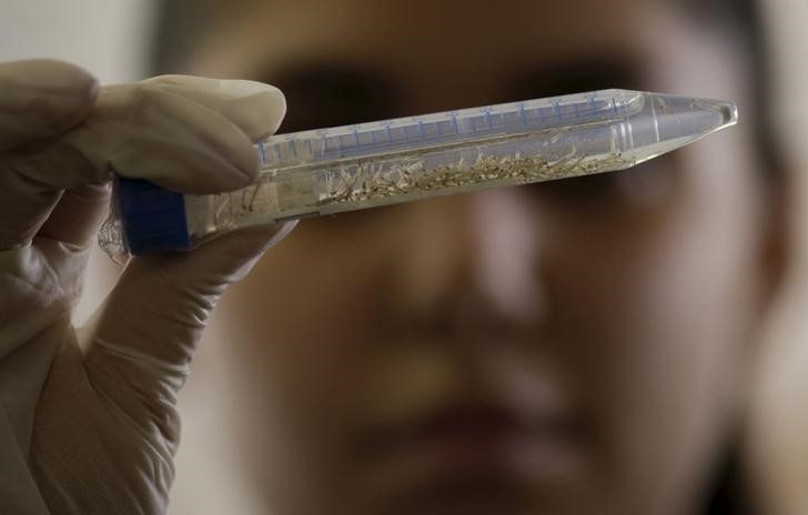 © Reuters. Técnica da Fundação Oswaldo Cruz inspeciona larva do mosquito Aedes aegyti em Recife