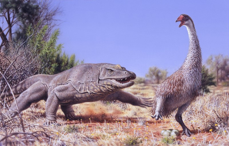 © Reuters. Illustration of a giant flightless bird known as Genyornis newtoni and predatory lizard named Megalania prisca
