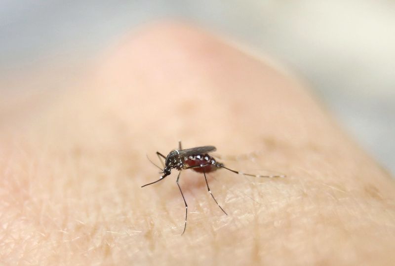 © Reuters. Paraguay estima entre 1.000 y 2.000 casos probables de Zika en frontera con Brasil