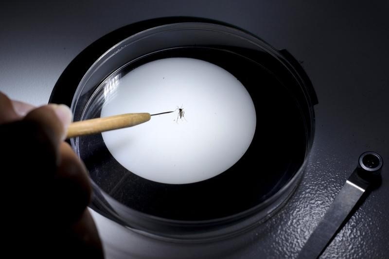 © Reuters. Técnico analisa mosquito Aedes aegypti em laboratório na Guatemala