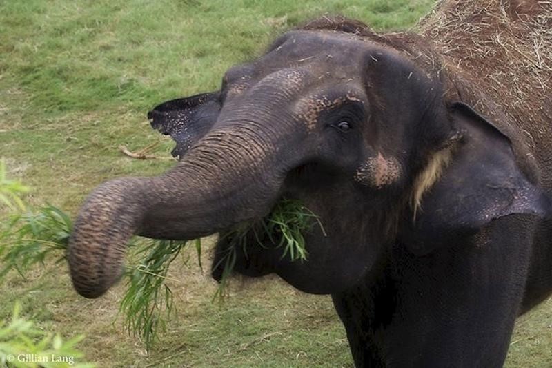 © Reuters. العثور على فيل آسيوي نافق في حديقة حيوان أوكلاهوما