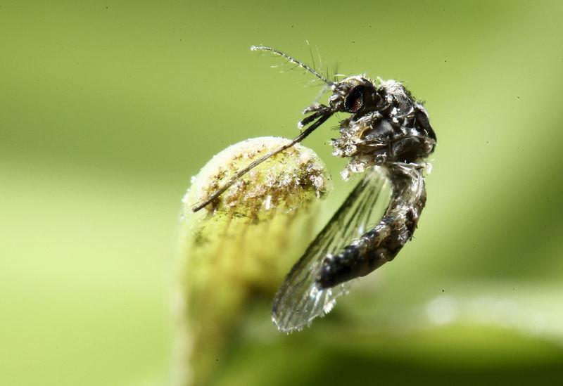 © Reuters. An aedes aegyti mosquitoes is pictured on a leaf in San Jose