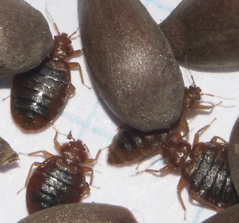 © Reuters. Handout photo of male and female adult bedbugs in comparison to apple seeds