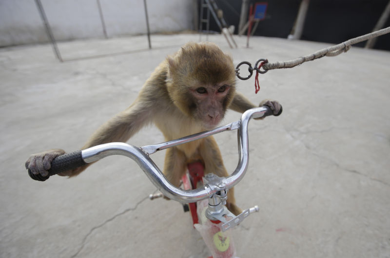 © Reuters. A monkey rides a bicycle during a daily training session at a monkey farm in Baowan village