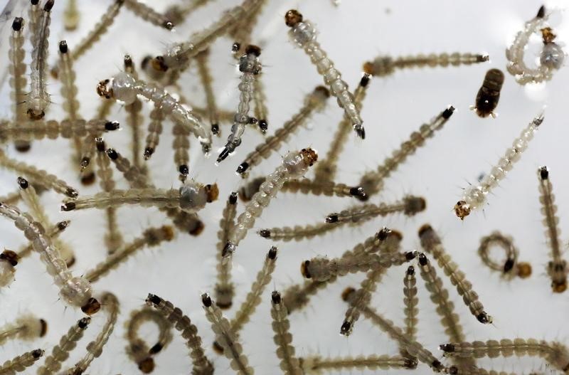 © Reuters. The larvae of Aedes aegypti mosquito are seen inside Oxitec laboratory in Campinas, Brazil