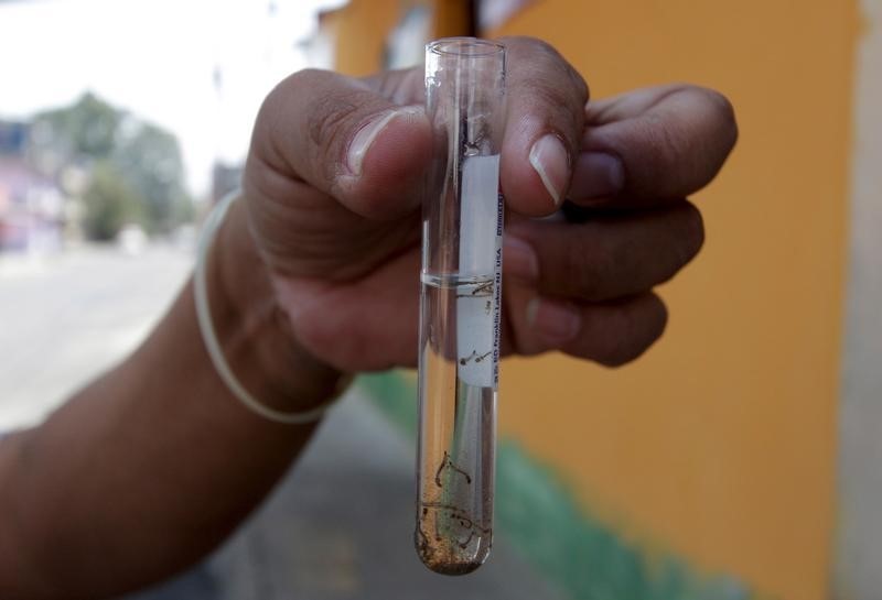 © Reuters. Municipal health worker shows off a test tube with larvae of Zika virus vector, the Aedes aegypti mosquito, as part of the city's efforts to prevent the spread of the Zika, in Guatemala City