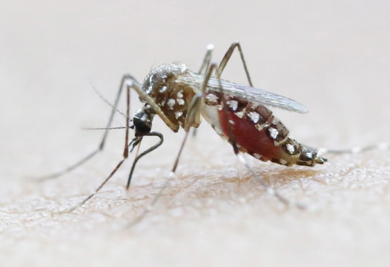 © Reuters. UN GROUPE DE TRAVAIL EUROPÉEN POUR LUTTER CONTRE LE VIRUS ZIKA