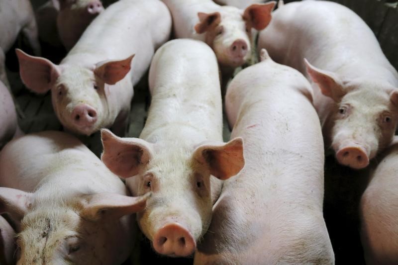 © Reuters. Imagen de cerdos en una explotación ganadera en La Chapelle-Caro