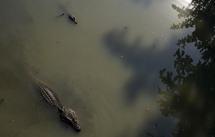 © Reuters. Acusan a un hombre en Florida por lanzar un caimán dentro de un restaurante 
