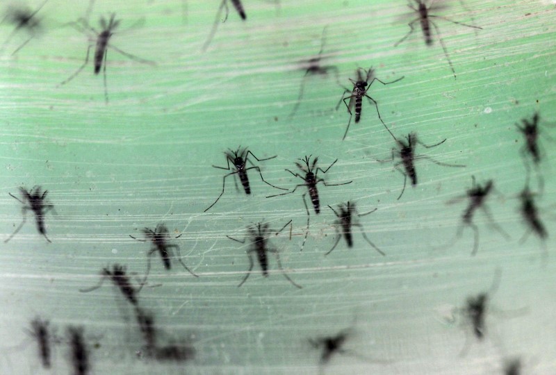© Reuters. China confirma primer caso de virus de Zika en hombre que viajó a Venezuela: Xinhua