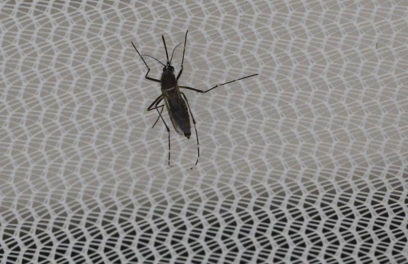 © Reuters. Hallan una nueva evidencia de vínculos entre Zika y malformaciones congénitas