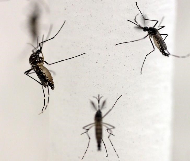 © Reuters. Mosquistos Aedes aegypti, transmissor do Zika vírus, em laboratório de Campinas