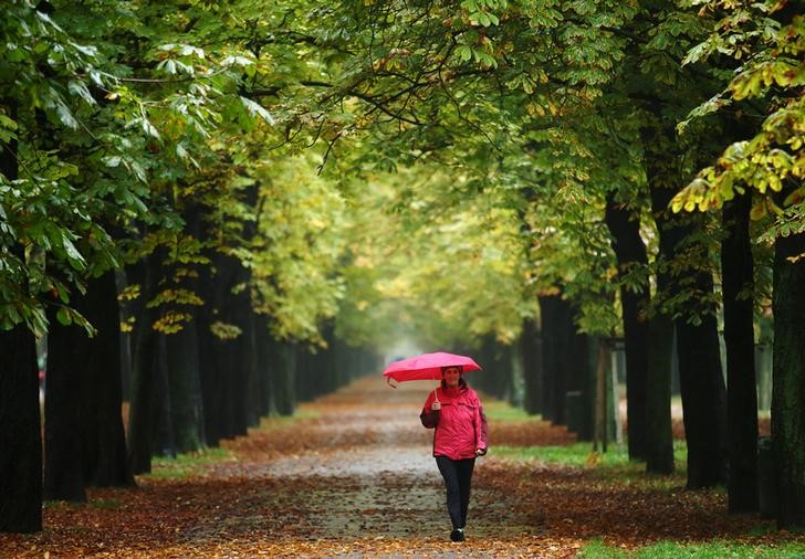 © Reuters. A woman enjoys a walk along an avenue of trees at Prater recreation area on a rainy autumn day in Vienna