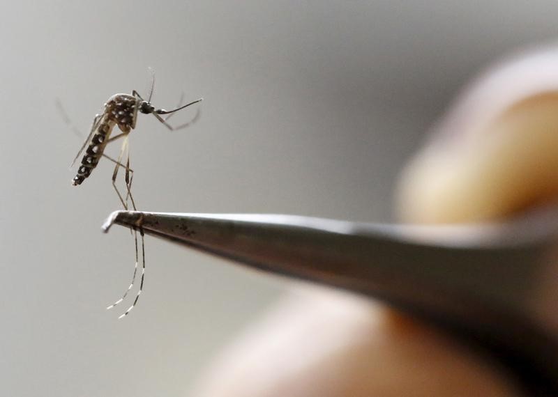 © Reuters. Mosquito Aedes aegypti, em centro de pesquisa em Cali, Colômbia