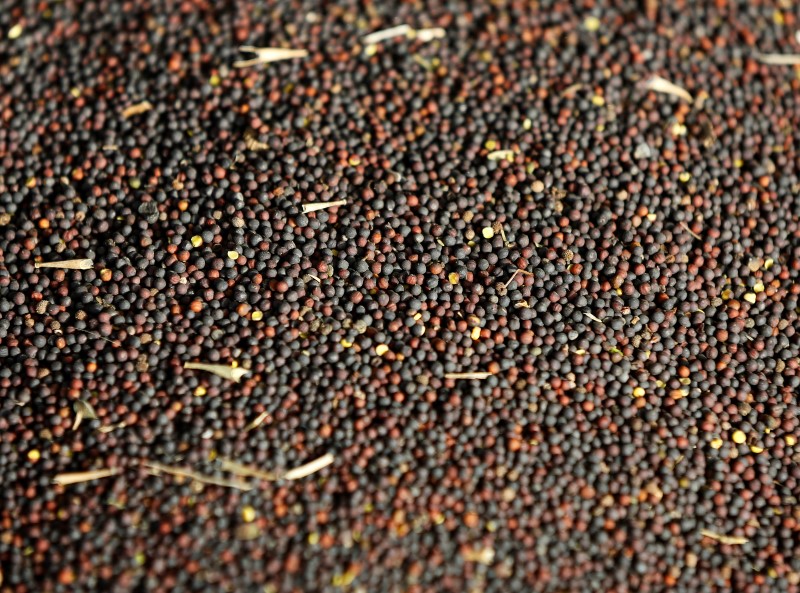 © Reuters. Canola seeds are seen after they have been harvested on Barry Lang's farm near Beiseker