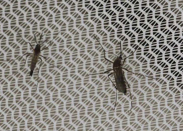 © Reuters. Mosquitos Aedes aegypti, transmissor do Zika, em laboratório de Seibersdorf, na Áustria