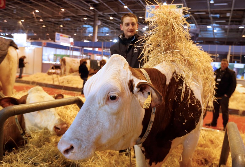 © Reuters. A farmer takes care of his cow as preparations continue on the eve of the opening of the International Agricultural Show in Paris