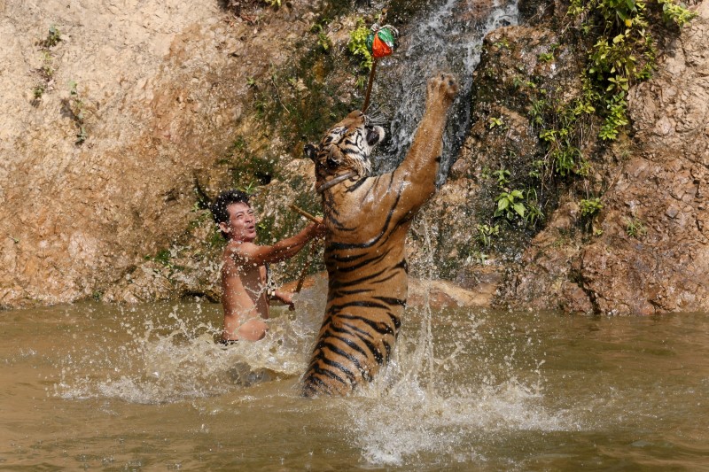 © Reuters. Spotlight: Thailand's Tiger Temple 