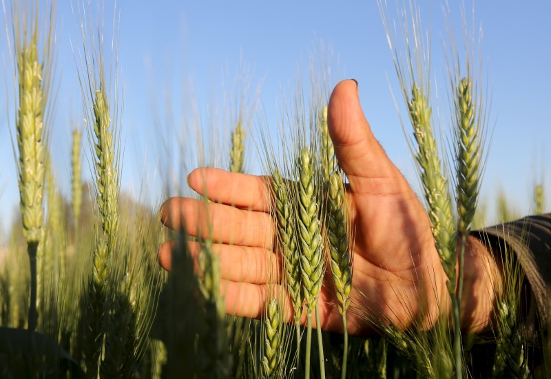 © Reuters. A farmer tends to a wheat farm in the El-Dakahlia governorate in the north of Cairo