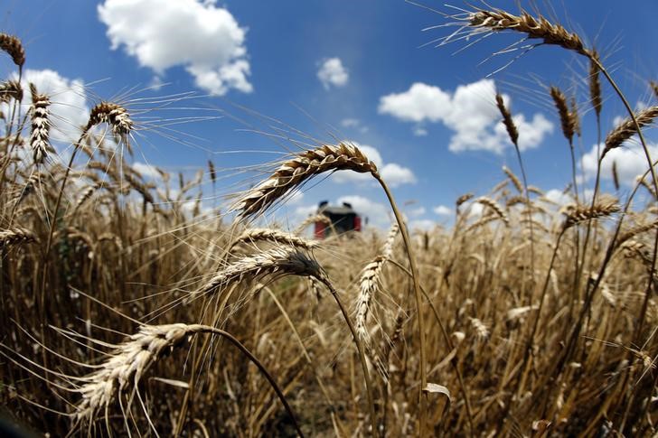 © Reuters. مصر تشتري 180 ألف طن من القمح الروماني والأوكراني