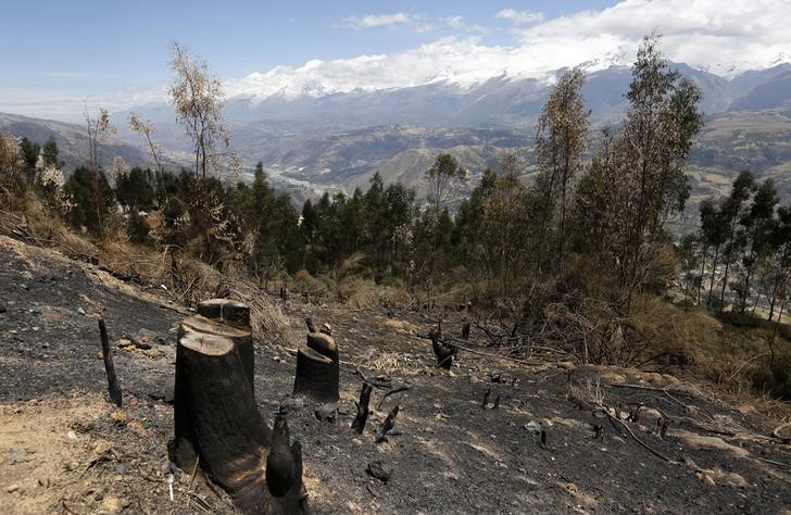 © Reuters. برنامج جديد بالأقمار الصناعية لمكافحة إزالة الغابات
