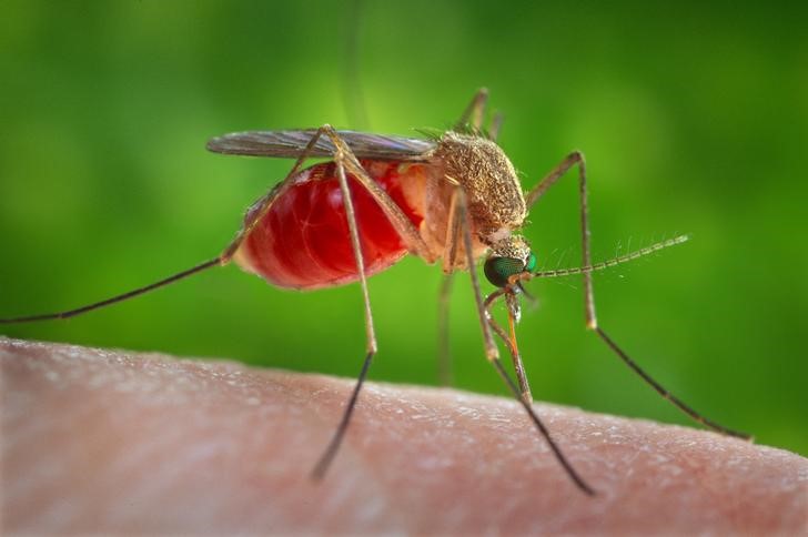 © Reuters. الأبحاث تتوصل إلى بعوض يمكن أن ينقل فيروس زيكا