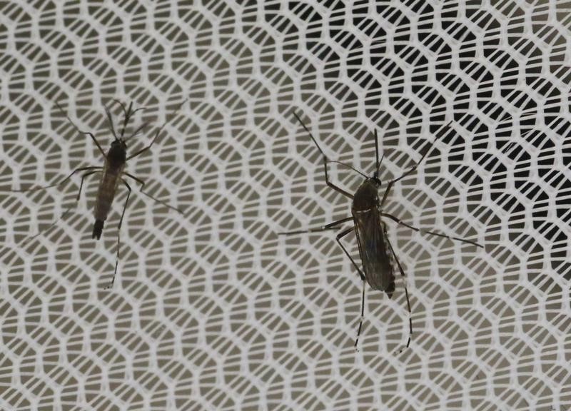 © Reuters. Mosquitos Aedes aegypti em laboratório em Seibersdorf, na Áustria