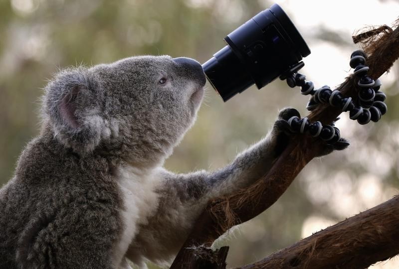 © Reuters. دراسة: ثدييات أستراليا المغمورة في حاجة لتسليط الضوء عليها