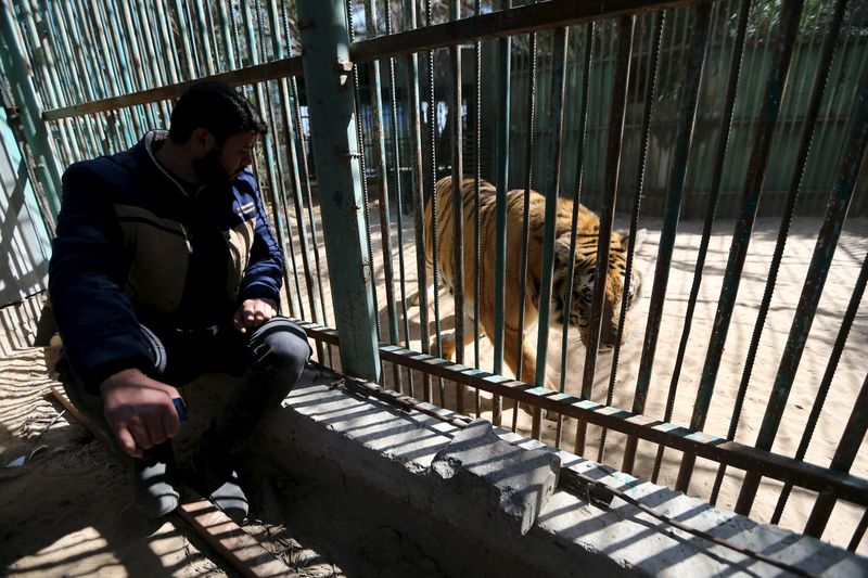 © Reuters. Mohammad Oweida ao lado de tigre em zoológico de Gaza