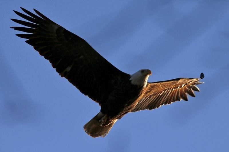 © Reuters. مسؤولية الصيادين عن قتل 13 من طيور النسر الأصلع في ولاية ماريلاند