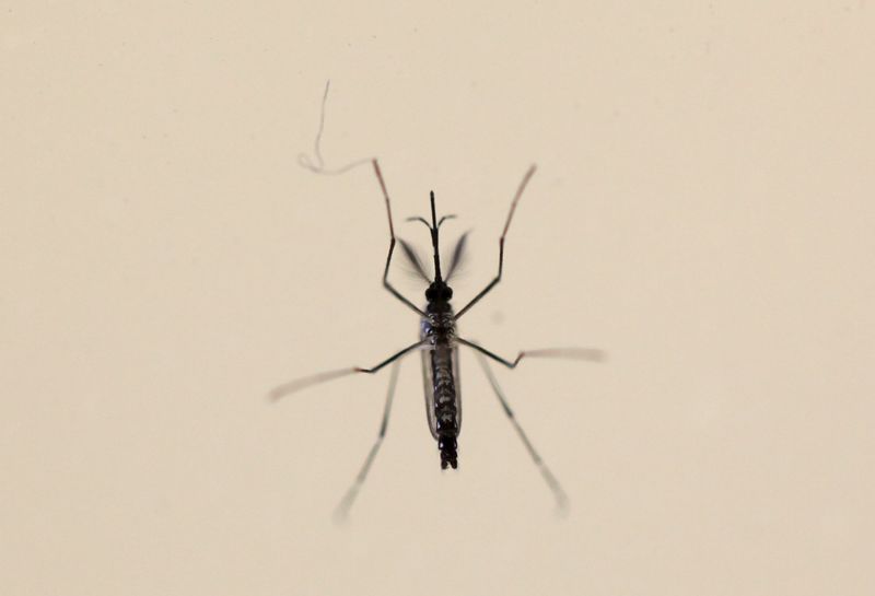 © Reuters. Los infectados por el virus de Zika en Colombia suben a más de 51.400