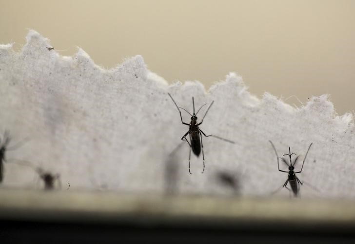 © Reuters. Mosquitos Aedes aegypti em laboratório de San Juan