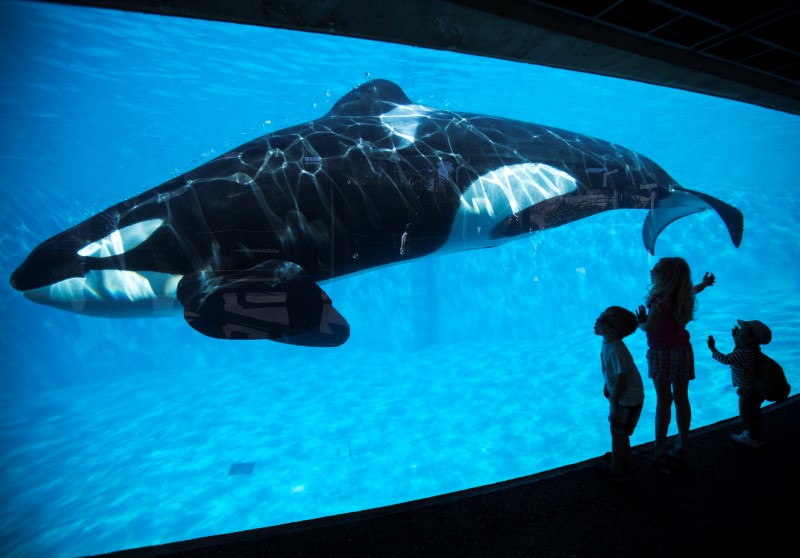 © Reuters. Young children get a close-up view of an Orca killer whale during a visit to SeaWorld in San Diego, California