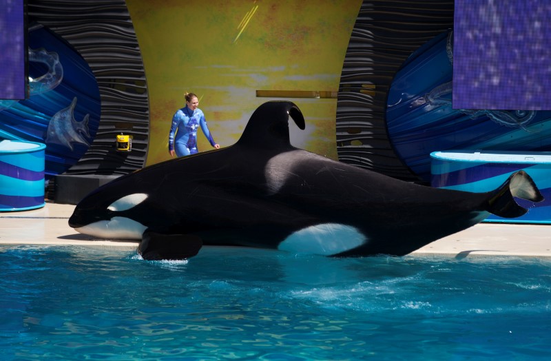 &copy; Reuters. A trainer shows the crowd a killer whale during a show featuring the whales  at the animal theme park SeaWorld in San Diego, California