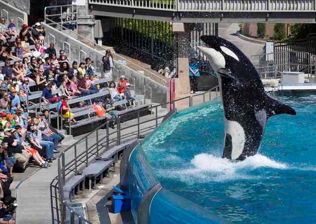 © Reuters. Orca vista em apresentação no parque aquático SeaWorld em San Diego, Flórida