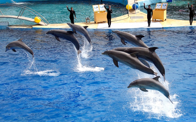 © Reuters. LE PARC MARINELAND D'ANTIBES SE PRÉPARE À ROUVRIR DANS UN CONTEXTE TENDU