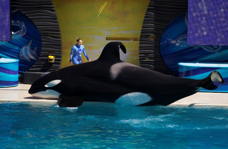 © Reuters. Treinadora e orca durante apresentação no parque SeaWorld em San Diego, Califórnia