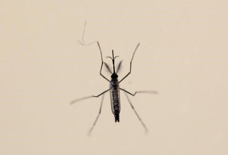 © Reuters. Mosquito Aedes aegypti em laboratório de San Juan