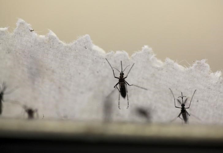 © Reuters. Mosquitos Aedes aegypti em laboratório em San Juan, Porto Rico