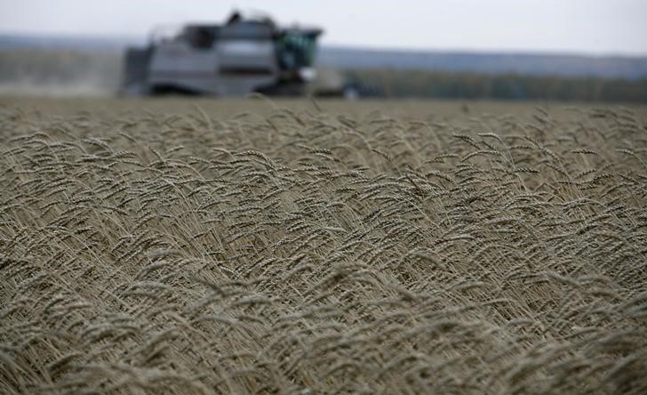 © Reuters. Пшеничное поле агрокооператива Юбилейный у села Лакино Красноярского края