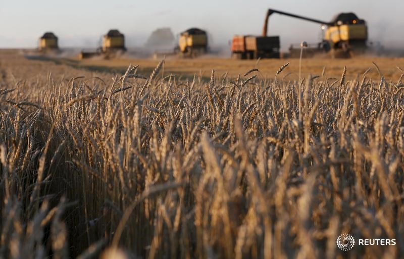 © Reuters. Комбайны собирают урожай на поле пшеницы аграрного предприятия Солгонское близ поселка Тальники Красноярского края