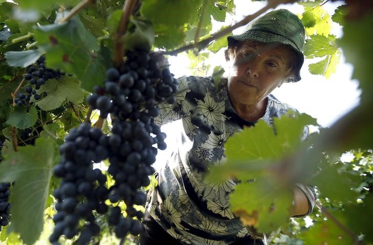 © Reuters. Женщина собирает виноград на винограднике Кондоли