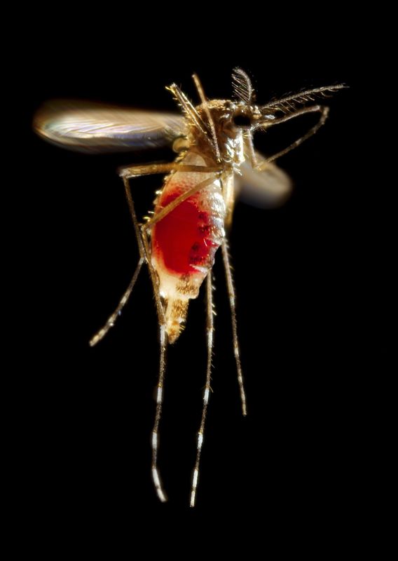 © Reuters. Mosquito Aedes aegypti vuela después de alimentarse