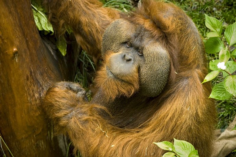 © Reuters. نفوق أحد توأمين لإنسان الغاب في حديقة حيوان سياتل عن 48 عاما