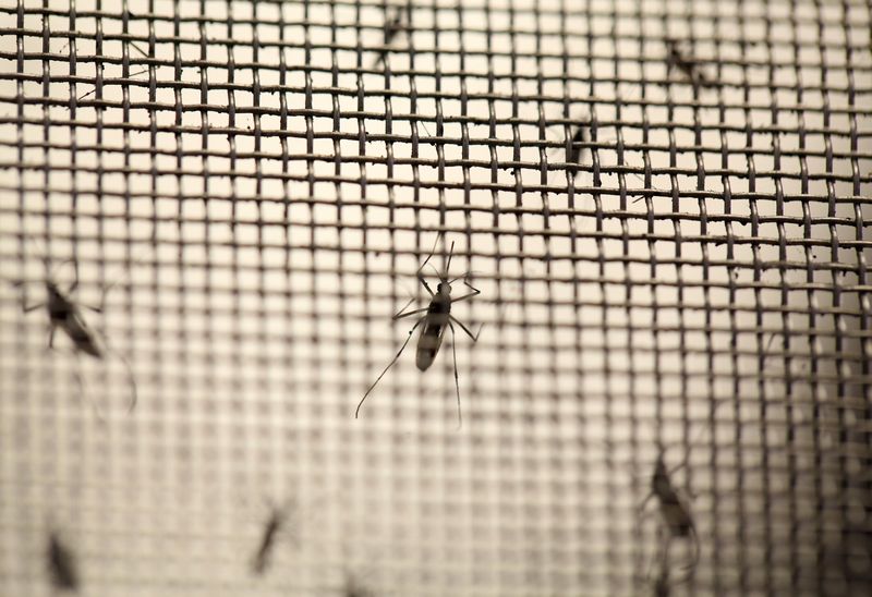 © Reuters. Aedes aegypti mosquitoes are seen at the Laboratory of Entomology and Ecology of the Dengue Branch of the U.S. Centers for Disease Control and Prevention in San Juan