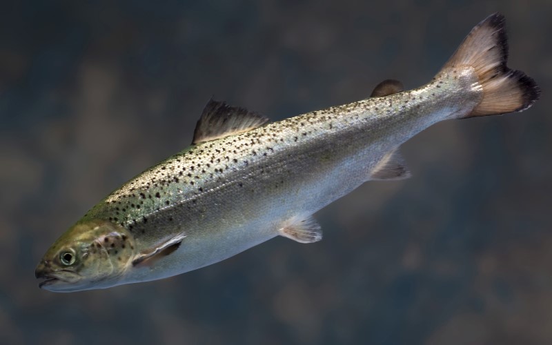 © Reuters. An AquAdvantage Salmon is pictured in this undated handout photo provided by AquaBounty Technologies