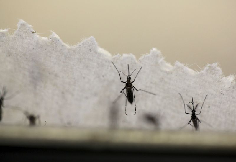 © Reuters. Mosquitos Aedes aegypti, transmissor do Zika vírus, em laboratório de San Juan