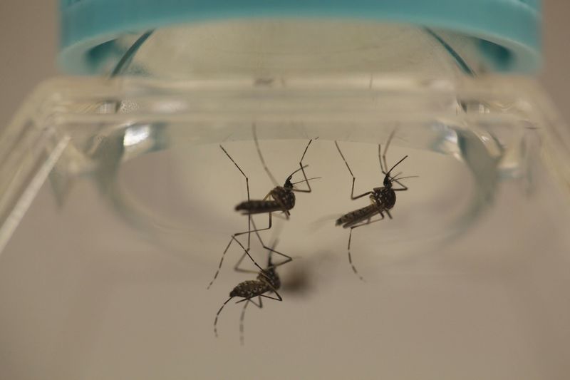 © Reuters. Mosquitos Aedes aegypti em laboratório de San Juan